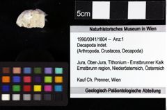Foto (Objket + Etiketten) von Goniodromites bidentatus (Reuss, 1858) 
